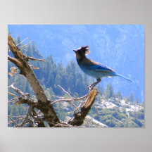 Yosemite_blue_bird Posters