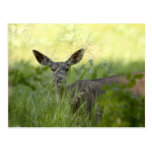 Yosemite Deer Post Cards