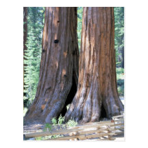 Yosemite Double Sequoia Trees photograph Postcard