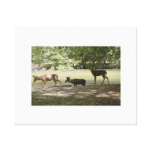 Yosemite Mule Deer Gallery Wrapped Canvas