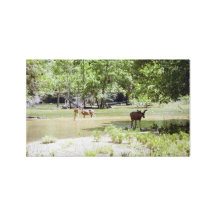 Yosemite Mule Deer Stretched Canvas Print