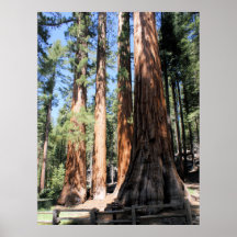 Yosemite National Park Sequoia Poster