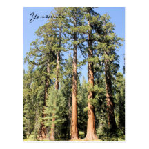 Yosemite National Park Sequoia tree Photo Postcard