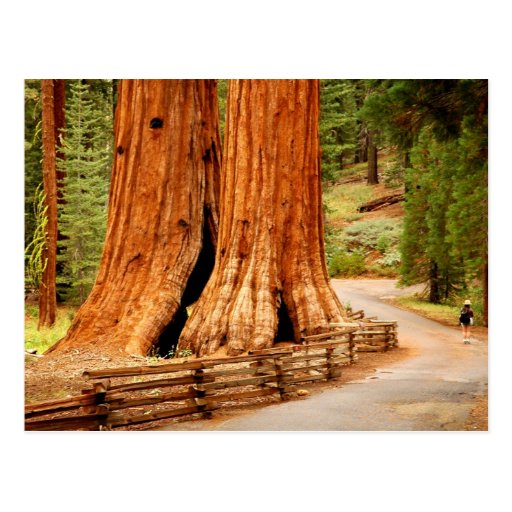 Yosemite redwood trees postcards