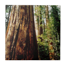 Yosemite Redwoods Tile