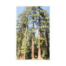 Yosemite sequoia trees colour photo canvas print