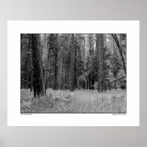 Yosemite Valley Forest Print