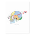You Are Here (Brain Temporal Region Anatomical) Post Cards