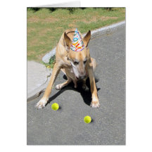 You Old Dog Greeting Cards