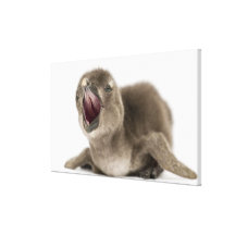 Young African Penguin - Spheniscus demersus. Stretched Canvas Print