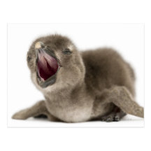 Young African Penguin - Spheniscus demersus. Postcards