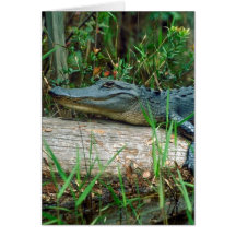 Young Alligator Cards