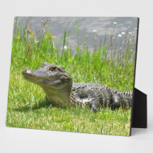 Young Alligator Display Plaques