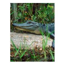 Young Alligator Post Card