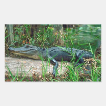 Young Alligator Stickers