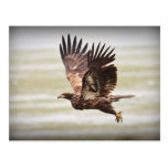 Young Bald Eagle Post Card