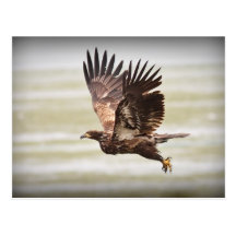 Young Bald Eagle Post Card