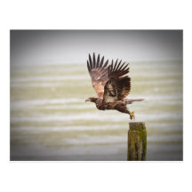 Young Bald Eagle Post Cards