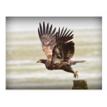 Young Bald Eagle Postcard