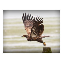Young Bald Eagle Postcard