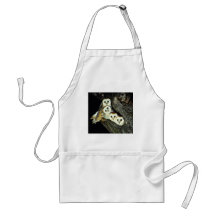Young barn-owls, 9 weeks old apron