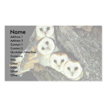 Young barn-owls, 9 weeks old business cards