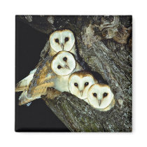 Young barn-owls, 9 weeks old magnets