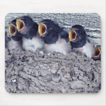 young barn swallows mousepads