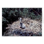 Young Brown Pelican in Nest Greeting Cards