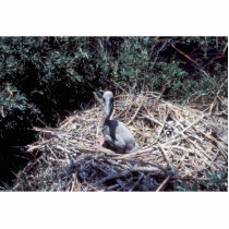 Young Brown Pelican in Nest Photo Cutouts