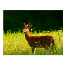 Young buck in Cades Cove Postcard