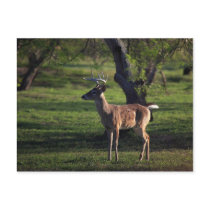 Young Buck Postcard