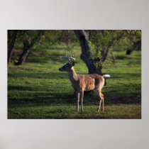 Young Buck Poster
