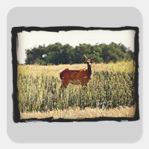 Young Bull Elk Square Stickers