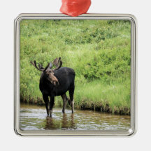 Young bull moose drinking water in a stream. christmas ornaments