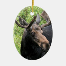 Young Bull Moose Ornaments