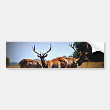 "Young Bulls" - Elk Bumper Stickers