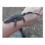 Young Congress Common Chuckwalla Postcard