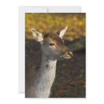 Young Deer Invitation