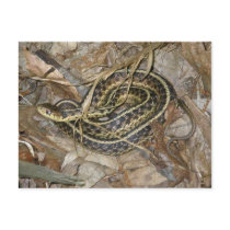 Young Eastern Garter Snake Coordinating Items Postcard