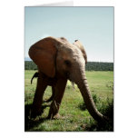 young elephant karten