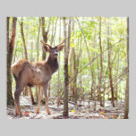 Young Elk Photograph posters