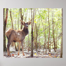 Young Elk Photograph Poster