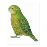 Young Female Kakapo Postcard