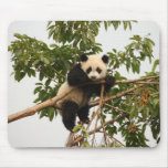 Young giant panda mouse mat