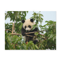 Young giant panda - postcard