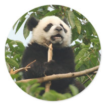 Young giant panda - stickers