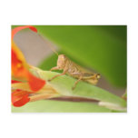 Young Grasshopper Post Card