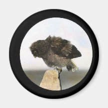Young Great horned owl Fridge Magnet