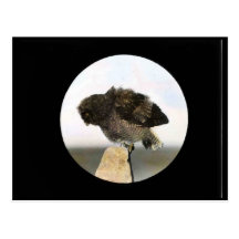 Young Great horned owl Postcard